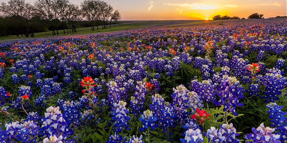 While peak season is in early April, it’s hard to predict when you will see the blanketed fields of bluebonnets in the Texas Hill Country.  Come explore our amazing backroads and see for yourself